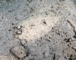 Leopard flounder (Bothus pantherinus) Leopard flounder (Bothus pantherinus)