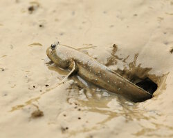 Great blue spotted mudskipper (Boleophthalmus pectinirostris)