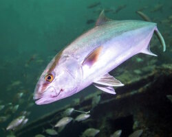 Greater amberjack (Seriola dumerili)