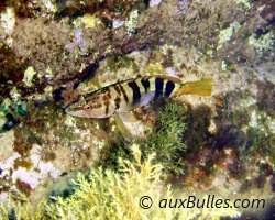 Painted comber (Serranus scriba)