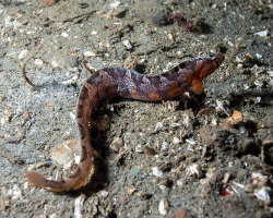 Saddleback gunnel (Pholis ornata)