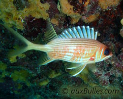 Poisson soldat à longues épines (Holocentrus rufus)