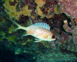 Poisson soldat à longues épines (Holocentrus rufus)