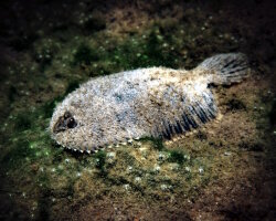 Hogchoker (Trinectes maculatus) Hogchoker (Trinectes maculatus)