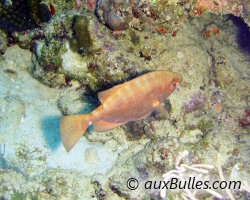 Soleil caye (Heteropriacanthus cruentatus)