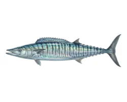 Wahoo (Acanthocybium solandri) Wahoo (Acanthocybium solandri)