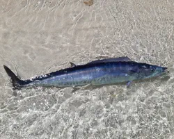 The wahoo