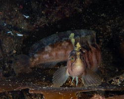 Yarrell's blenny (Chirolophis ascanii)