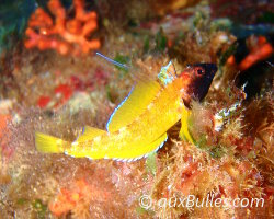 Triptérigyon jaune (Tripterygion delaisi)