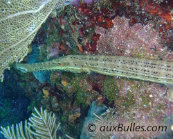 Poisson trompette (Aulostomus maculatus)