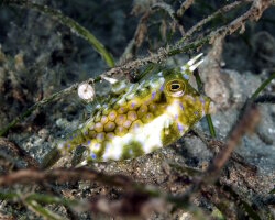 Thornback cowfish (Lactoria fornasini)