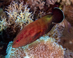 Halfspotted grouper (Cephalopholis hemistiktos)