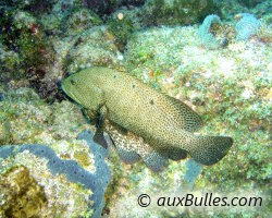 Vieille de roche (Cephalopholis cruentata)