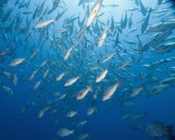 Mangrove red snapper (Lutjanus argentimaculatus)