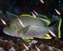 Blubberlip snapper (Lutjanus rivulatus)