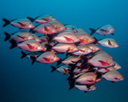 Humpback red snapper (Lutjanus gibbus)