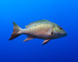 Mutton snapper (Lutjanus analis)