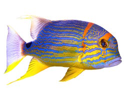 Sailfin snapper (Symphorichthys spilurus)