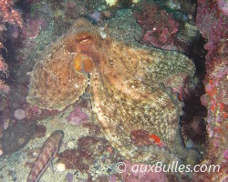 Poulpe commun (Octopus vulgaris) Poulpe commun (Octopus vulgaris)
