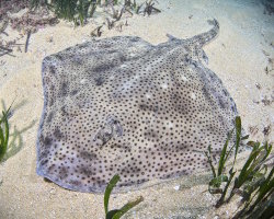 Blonde skate (Raja brachyura)