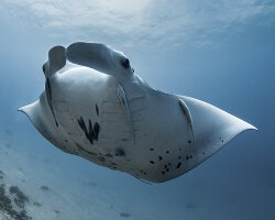 Reef manta ray (Mobula alfredi)