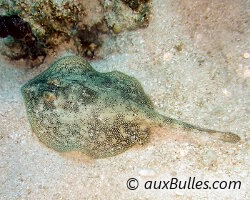 Raie pastenague jaune (Urobatis jamaicensis) Raie pastenague jaune (Urobatis jamaicensis)