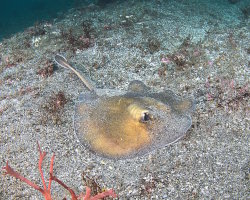 Sepia stingray (Urolophus aurantiacus)