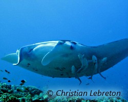 Rémora (8 espèces)