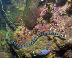 The banded sea snake The banded sea snake