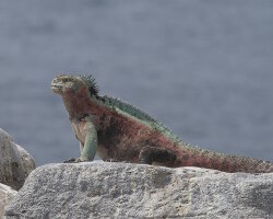 Iguane marin des Galapagos (Amblyrhynchus cristatus)