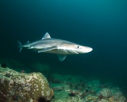 Aiguillat commun (Squalus acanthias)