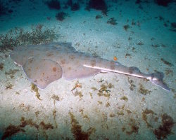 Pacific angelshark (Squatina californica)