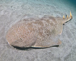 Requin ange de mer japonais (Squatina japonica) Requin ange de mer japonais (Squatina japonica)