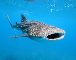 Requin baleine (Rhincodon typus)