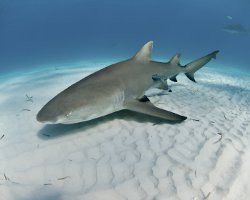 Requin citron (Negaprion brevirostris)