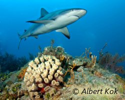 Requin de récif des Caraibes (Carcharhinus perezi)