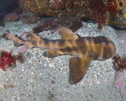 Japanese bullhead shark (Heterodontus japonicus)