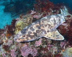 Blotchy swell shark (Cephaloscyllium umbratile) Blotchy swell shark (Cephaloscyllium umbratile)