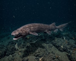 Frilled shark (Chlamydoselachus anguineus)
