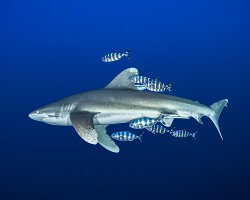 Requin pointe blanche océanique (Carcharhinus longimanus)