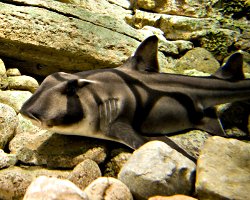 Requin dormeur taureau (Heterodontus portusjacksoni)