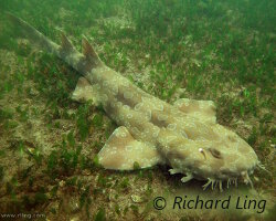 Requin tapis tacheté (Orectolobus maculatus)