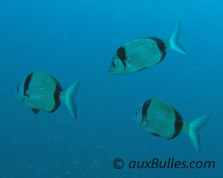 Common two-banded seabream (Diplodus vulgaris) Common two-banded seabream (Diplodus vulgaris)