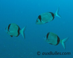 Common two-banded seabream (Diplodus vulgaris)