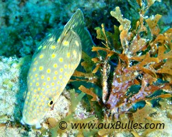 Sharptail eel (Myrichthys breviceps)