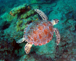 Tortue de mer caouanne (Caretta caretta)