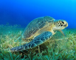 La tortue de mer verte