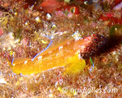 Triptérigyon jaune (Tripterygion delaisi)