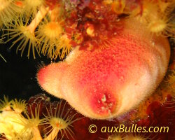 Red sea-squirt (Halocynthia papillosa)