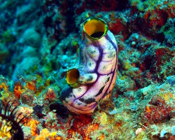 Ink spot sea squirt (Polycarpa aurata)